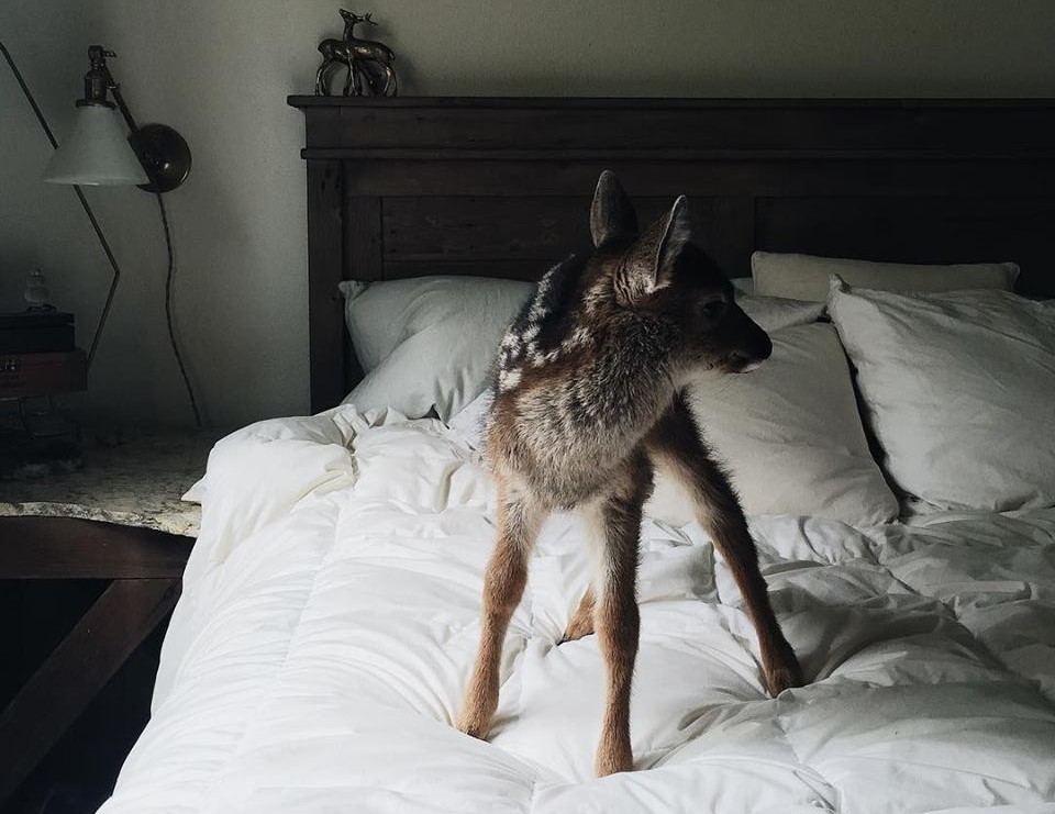 Deer photo by Kristian